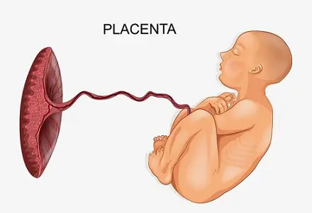 Placental Abruption – Causes, Symptoms & Treatments